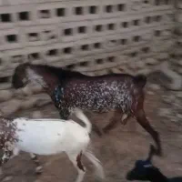 نری|حیوانات مزرعه|بندرعباس, |دیوار