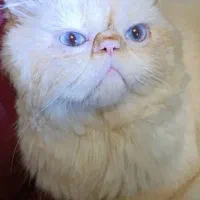 گربه پرشین نر  برای جفت گیری