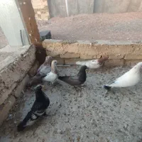 کبوتر