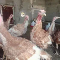 جوجه بوقلمون پنج ماهه|حیوانات مزرعه|رضویه, |دیوار