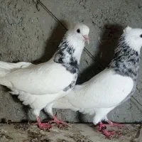 دو نر طوقی الماسی بدون عیب پاک بدون یه غلط|پرنده|چابهار, |دیوار