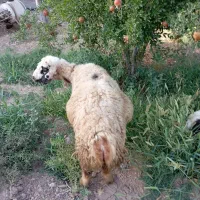 گوشت گوسفند|خوردنی و آشامیدنی|شیراز, دارالرحمه|دیوار
