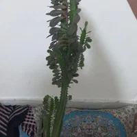 گل سالم افوربیا ۱ ساله