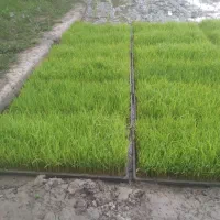 باکس توم هاشمی