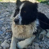 سگ قدرجونی اصیل عتیقه