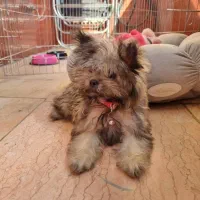 سگ یورک شایر ۶ ماهه|سگ|شهریار, شهریار|دیوار