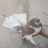 کبوتر|پرنده|ری, شهادت|دیوار