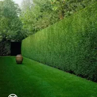 پخش چمن با سه شعبه در ایران|خدمات باغبانی و درختکاری|تهران, مرزداران|دیوار