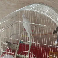 عروس هلندی نر و مست مست آماده جفت گیری