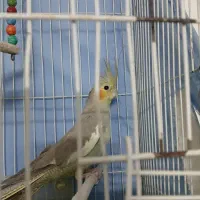 عروس هلندی ماده