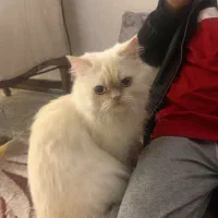 گربه پرشین ماده