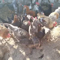 فروش خروس گلین و کوردی|حیوانات مزرعه|کارزان, |دیوار