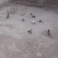 قابل معاوضه با توله قدرجونی پشمی