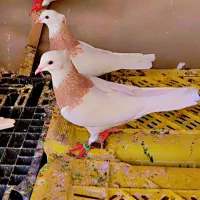 کفتر طوقی شازده ۲۰ عدد|پرنده|شیراز, آزادگان|دیوار