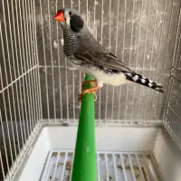 ۹ عدد فنچ بالغ اماده جفت گیری