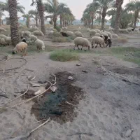 ۳۰بز ومیش به فروش میرسن|حیوانات مزرعه|رودبار (کرمان), |دیوار
