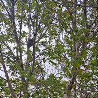باغ نقلی دره باباعلی
