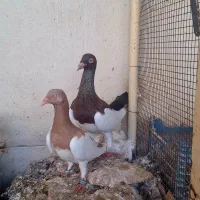 کبوتر یهودی در مُهر فارس