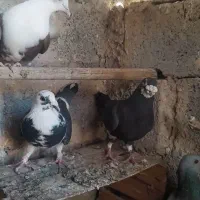 کبوتر معاوضه