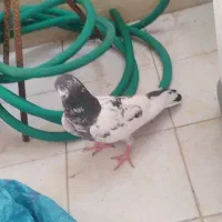 کفتر نر دو رگ پاکستانی|پرنده|قم, پردیسان|دیوار