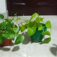 گیاه طبیعی ارزان