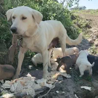 سگ نگهبان همراه 6 توله مخصوص نگهبانی باغ و ویلاو..