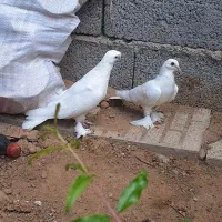 دو عدد کبوتر لوتی سرحال