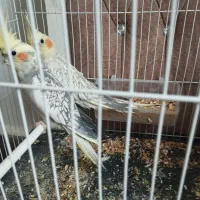 جفت عروس هلندی مرواریدی