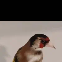 سهره زاغ متولد قغس