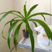 گل های آپارتمانی