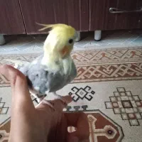 عروس هلندی ماده