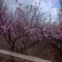 فروش باغ وویلا
