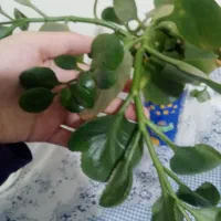 قلمه ی گل از 15 تومن