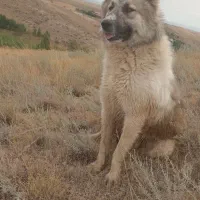 سگ نر|سگ|ارشق, |دیوار
