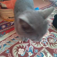 گربه خانگی|گربه|خوی, |دیوار