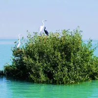 گشت جزیره|تور و چارتر|قشم, |دیوار