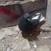 نر زاغ دوم اسبی