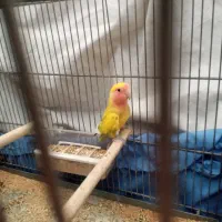 کوتوله نر‌‌ خوش رنگ|پرنده|اصفهان, شاهزاده ابراهیم|دیوار