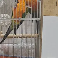 جفت طوطی خورشیدی مولد