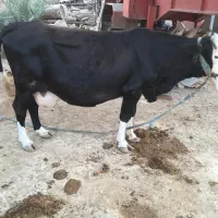 گاو خانگی سرحال|حیوانات مزرعه|باوی, |دیوار