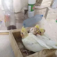 جوجه عروس|پرنده|شهرضا, |دیوار