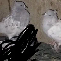کبوتر کله ای|پرنده|پارس‌آباد, |دیوار