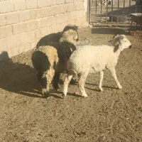 بره سبک ترکی و میش بره دار نر|حیوانات مزرعه|شیراز, بید زرد|دیوار