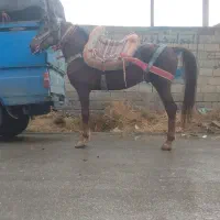 اسب باری با اخته رمانتی