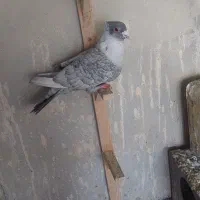 کبوتر|پرنده|کازرون, |دیوار