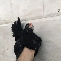نیمچه خروس گلین فوول کیفیت