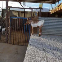 بزغاله پاکستانی اصلا جنس|حیوانات مزرعه|بیرانوند, |دیوار