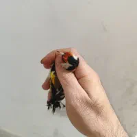 سهره نر سرسیاه و دورگ و کرمونی|پرنده|شیراز, ریاستی|دیوار