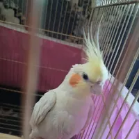 عروس هلندی نر|پرنده|ماهدشت, |دیوار