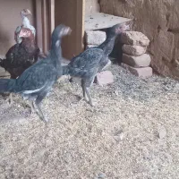 جوجه لاری|حیوانات مزرعه|نیشابور, فضل|دیوار